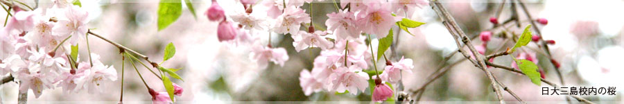 日大三島校内の桜